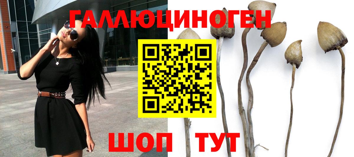 Галлюциногенные грибы Psilocybe  Галлюциногенные грибы Cubensis  Вход с VPN  Зима 